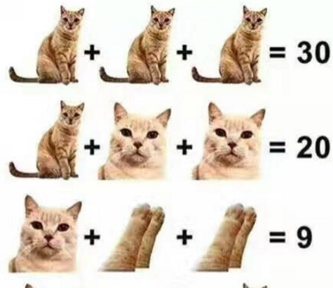 三只猫相加等于30答案 一只猫加两个猫头等于20答案
