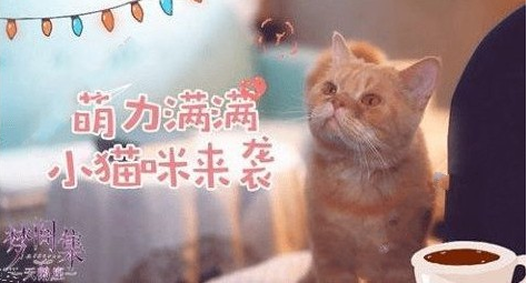 梦间集天鹅座猫粮获取方法介绍_http://www.abetid.com_游戏攻略_第2张
